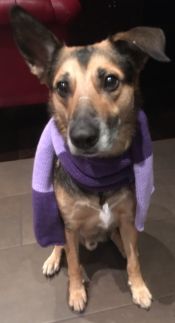dog wearing knitted scarf